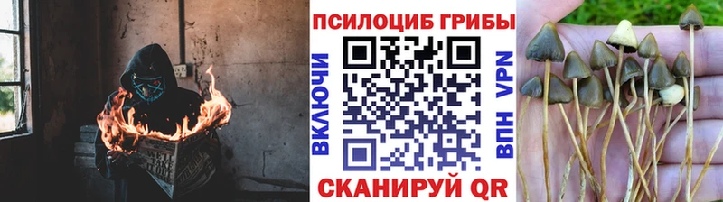 даркнет какой сайт  Костерёво  Псилоцибиновые грибы Psilocybe 